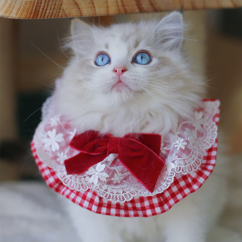 Cute Pet Photo Scarf Accessory
