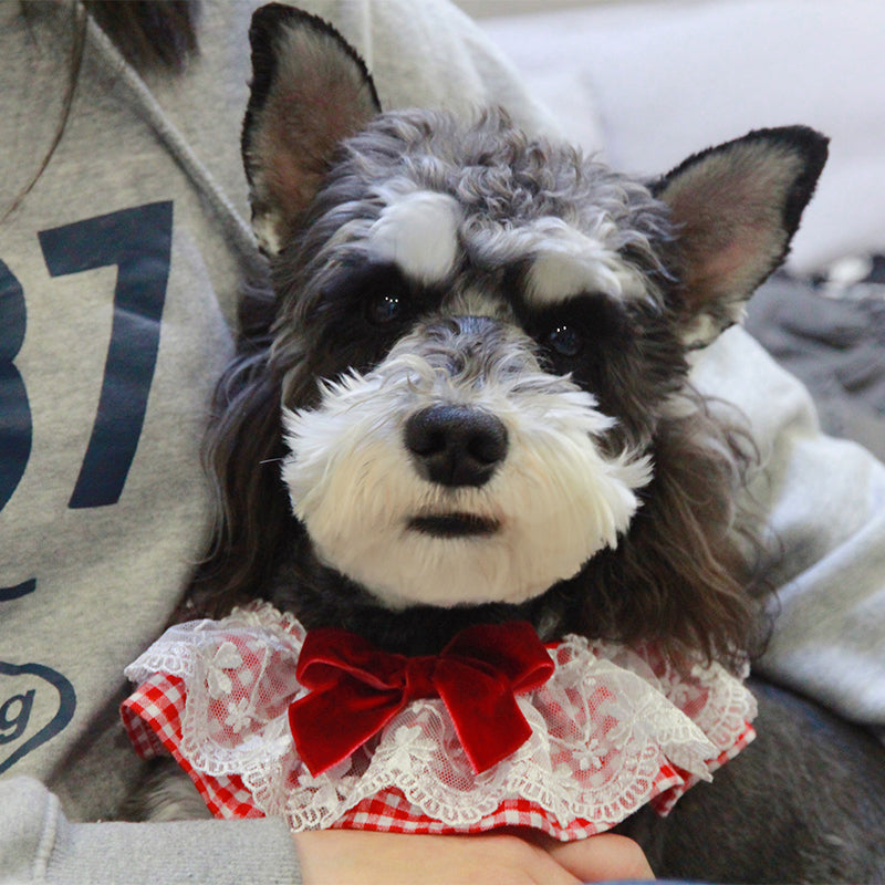 Cute Pet Photo Scarf Accessory
