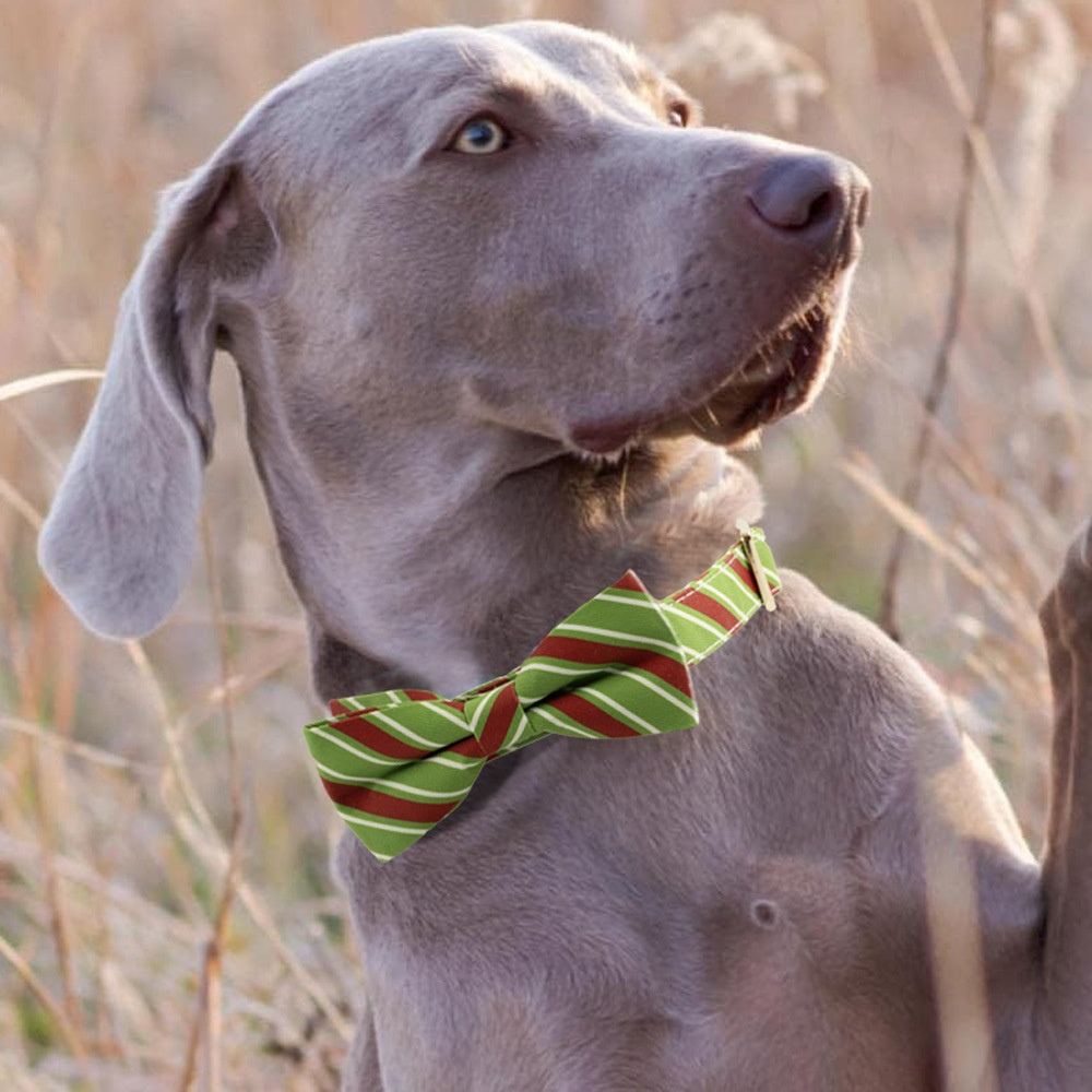 Personalized Anti-Lost Dog Collar